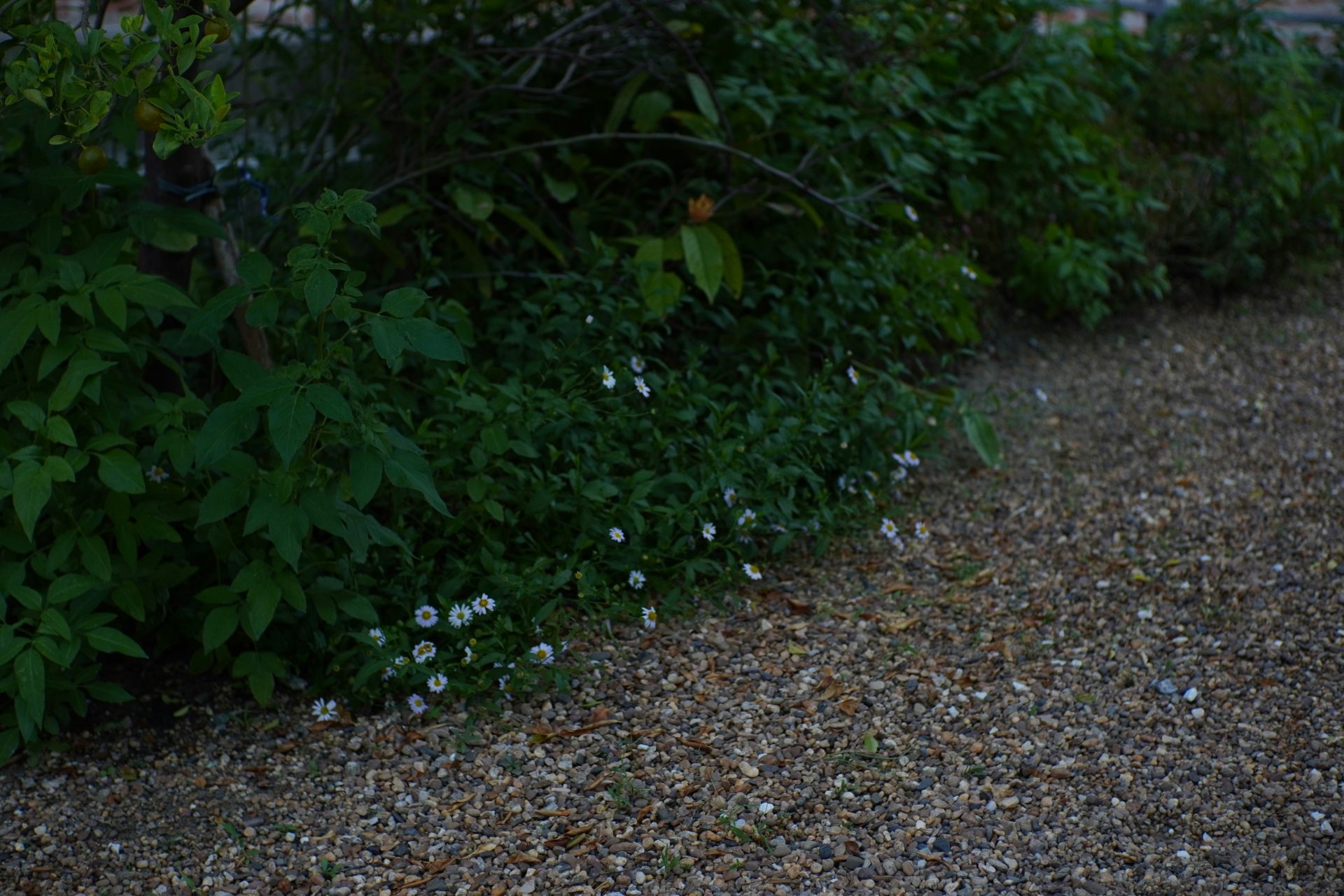 Small white flowers bloom along a gravel path.