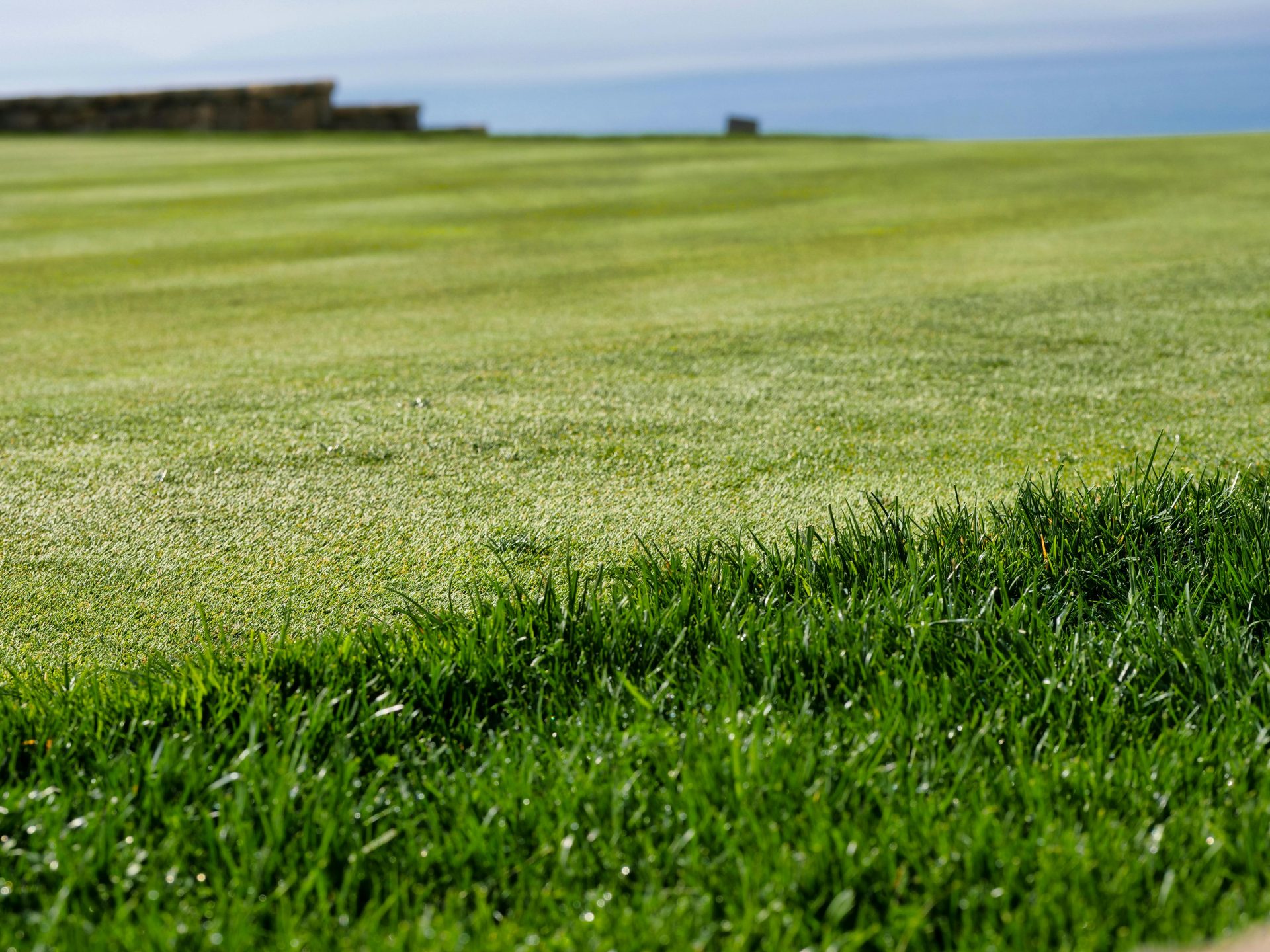 Vibrant close-up of a healthy green grass field with a scenic ocean view in the background.